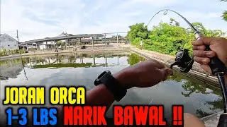 Joran Orca 1-3 lbs dipaksa betot ikan bawal !! Joran pancing kuat