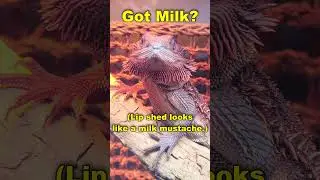 Got Milk?! 🥛🦎 Bearded Dragon Shedding FAIL 😂 #Shorts