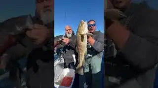 Fall Fishing on the Black Hawk   #fishing  #blackhawkfishing #cod #seabass