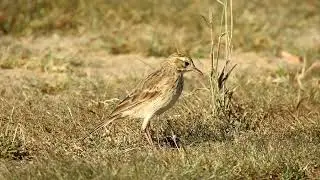 AUSTRALASIAN PIPIT - In the Grass