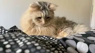 Cute cat fights the monster under the blanket - Leo the siberian cat