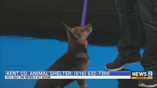 KCAS Pets of the Week: Theo and Oaklina