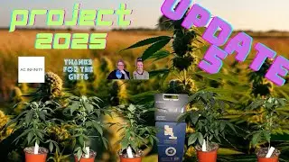 Project 2025 Upstate State New York Distributed Pheno-Hunt Cannabis Grow Update 5 #cannabisdaily