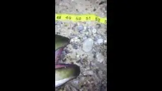 50 pound Striped Bass from shore