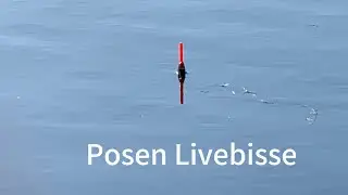 Posen Livebisse von Grundeln