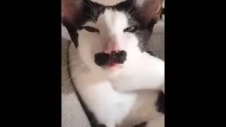 Адольф Котлер / Adolf Catler