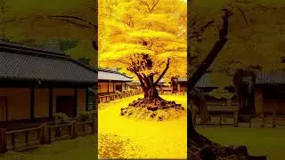 Yellow Sakura, a wonderful tree | JAPONYA 🇯🇵 #b7music #b7music #sakura #japonya