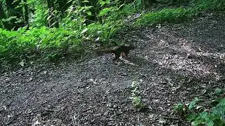 Fauna In Val D'Enza: Lo Scoiattolo