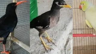 Male Kndhari Myna - Red Nib Red Feet Black Crow - Ringneck Green Parrot 