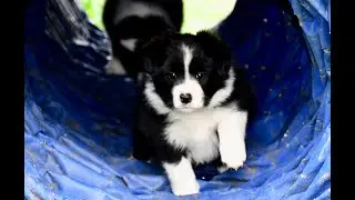 Early Nose Work Training