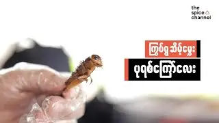 Ever wondered how fried crickets are prepared? | Myanmar Food Heroes