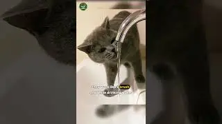 Cats&rsquo; Terrifying Tongues! 🐱👅😨