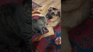 Caught Red-handed Sharing A Kiss #cute #adorable #pets