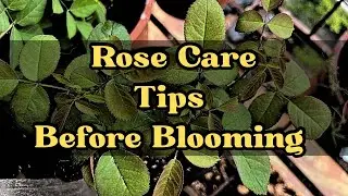 Rose Plant Care Before Flowering | Essential Tips for Healthy Buds & Blooms || @SitamDwibedi 