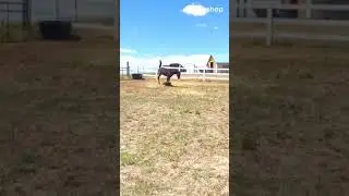Morgan horse colt: Gaiting