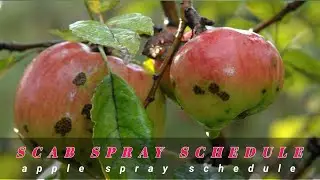 Complete Scab Spray Schedule | Scab Treatment in Apple | Apple Disease | Himalayan Farming