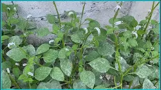 Halamang gamot-Higad higaran