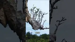 Bonsai Forest Tebing Menggantung Buatan Manusia