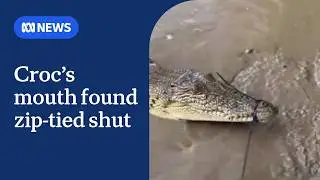Croc found with mouth zip-tied shut, sparking calls for stronger penalties | ABC NEWS