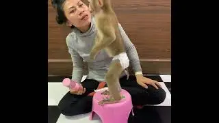Today monkey ROJO look so lovely he site wait mom massage and clean