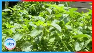 Intergrated Vegetable Farming || Farm Kenya