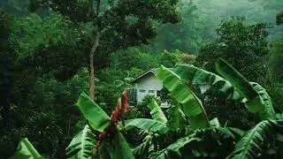Relaxing Sound of Rain Forest Puddles 2 Hours / Light Rain and Rain Drops Falling From Trees