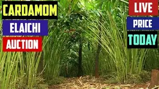 Cardamom auction live price today INDIA 08 September 2023 elaichi