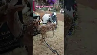 Hiran Ki Qurbani | Surmawala Cattle Farm 2025 | Cattle Show | Pakola Masjid Garden Karachi