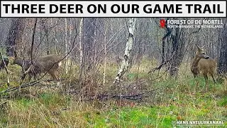🦌🦌🦌 Drie ree&euml;n op wildwissel | Unieke wildcamera beelden De Mortel 🌲