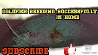 Goldfish breeding successfully completed. Shubhank in gold. Hindi mein jankari