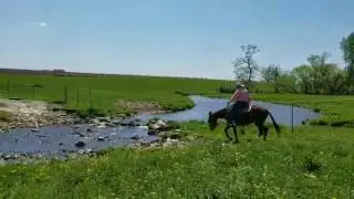 Chiquita-hip#3-Jiggs Loesch -Jake Clark Mule Days  2017
