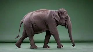 Asian Elephant &ndash; Free Green Screen VFX Loop Animation