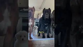 And what about Cane Corso☠️🔥😎 #canecorso #powerfuldogs #please_subscribe_my_channel