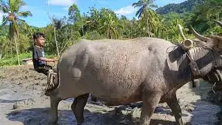 Bocil Lagi Viral Sudah Pandai Membajak Sawah
