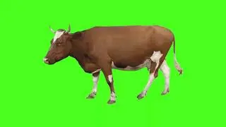 Green Screen Brown Cow | No Copyright Free To Use Chroma Key