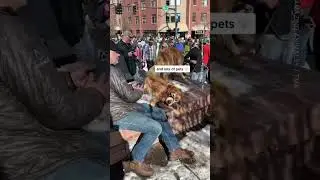 1,000+ Golden Retrievers Gather in Colorado for Annual Event