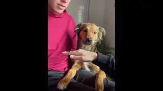 Dogs don&rsquo;t like men #dog #funnydog #fyp #usa #foryou #