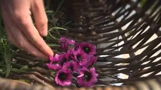 Wild Food Foraging at Sennen Cove, Cornwall