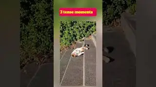3 tense moments #animal #cat
