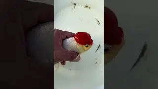 The most popular goldfish, the goldfish with a red patch on its forehead!#fish #goldfish #pets