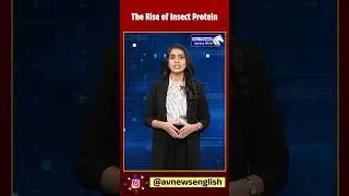 The Rise of Insect Protein | The Rise of Insect Protein: Future of Sustainable Nutrition