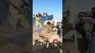 2nd Truck Unloading at Northern Bypass Cow Mandi | Cattle Market Karachi