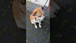 two different eye color😮❤️#dog#doglover#shorts#like#reelsvideo#viral#youtube