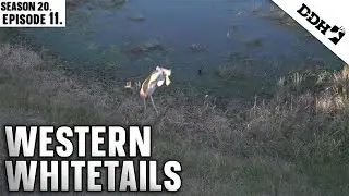Western Whitetails | Deer & Deer Hunting TV