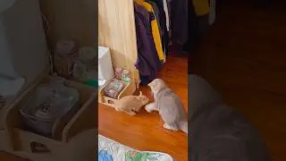 Cats vs rabbits #funnyshorts #funny #catvideos #cat #funnypetslife #catfunny #pets #foryou #animal