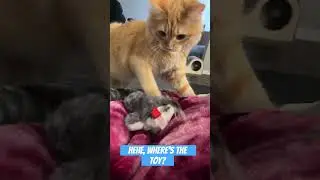 Muco showing bird toy who's boss 😤 #cat #catlover #cute #pet #catlover #toys #birds #kitten #pets