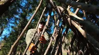 quick and easy A-frame bushcraft overnight shelter#survival #bushcraft #camp #shelter #outdoors 
