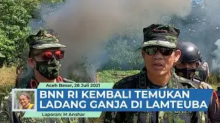 BNN RI Kembali Temukan Dua Hektare Ladang Ganja di Lamteuba Aceh Besar
