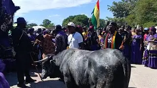 🙆🏾‍♂️Yon bann Chanprèl pran lari gwo midi nan Jou gede a. Yo pa manje moun. Yo manje bèf🙆🏾‍♂️