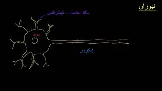Anatomy of a neuron  | Human anatomy and physiology |  Health and Medicine |  Khan Academy Urdu